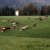 Cattle Drive 2007